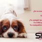 seguro-para-mascotas-obligatorio